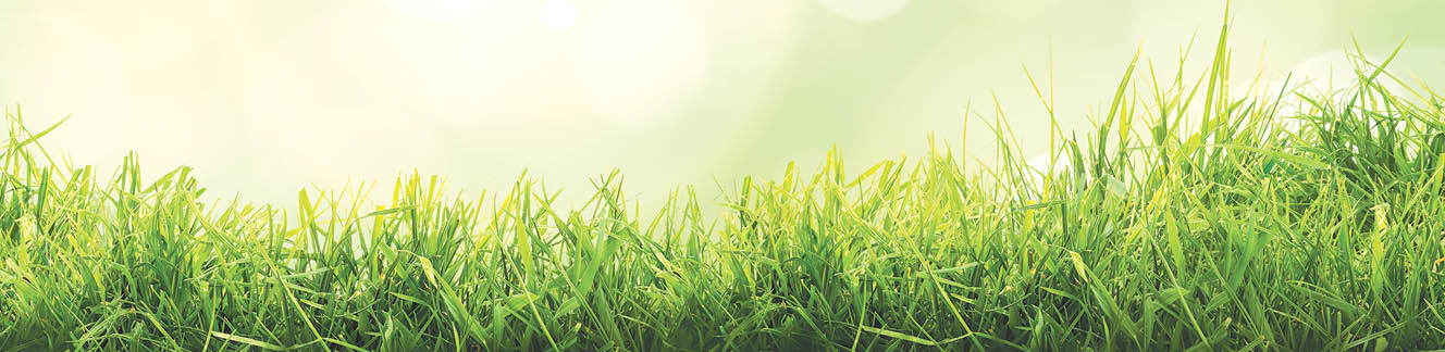 A fresh spring sunny garden background of green grass and blurred foliage bokeh.